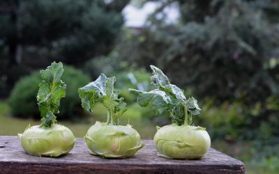 Antioxidant Kohlrabi that protects DNA from damage