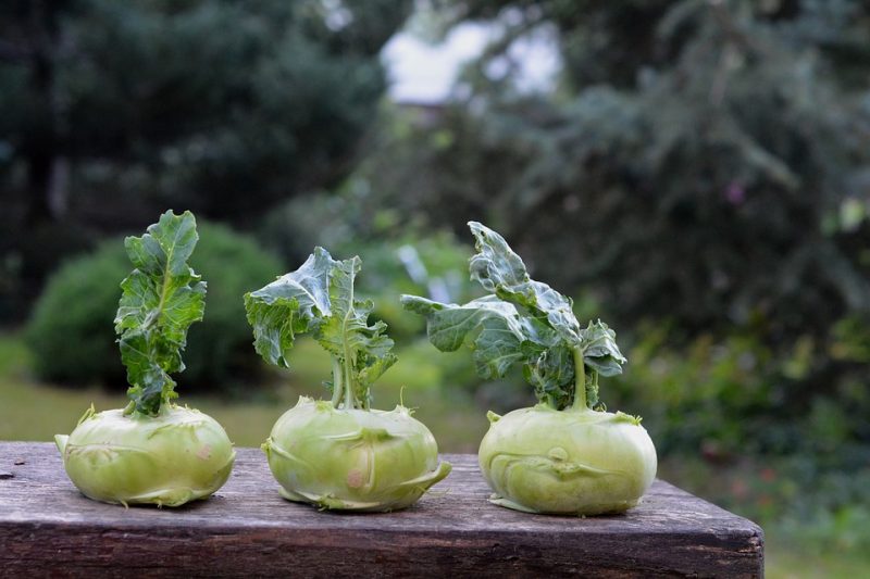 Antioxidant Kohlrabi that protects DNA from damage