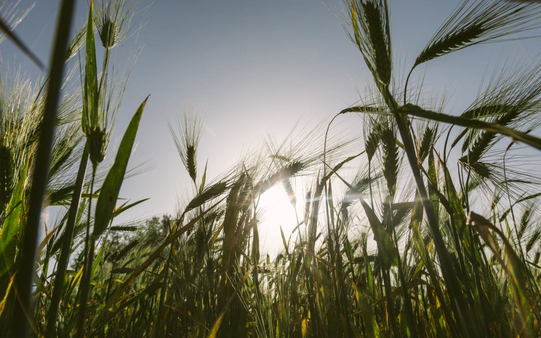 The Fantastic Fertility Effects of Barley!