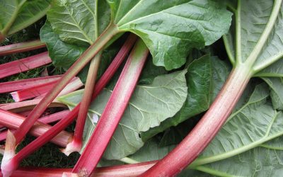 Is Rhubarb Toxic?